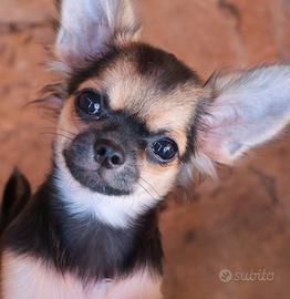 Cucciolo chihuahua con pedigree enci
