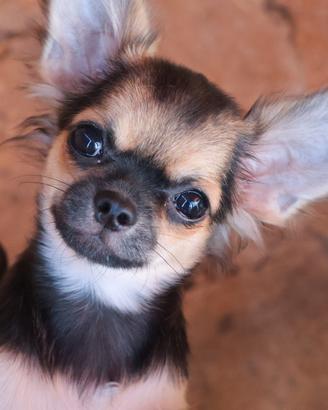 Cucciolo chihuahua con pedigree enci