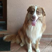 Pastore Australiano con pedigree ENCI