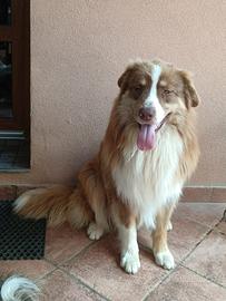 Pastore Australiano con pedigree ENCI