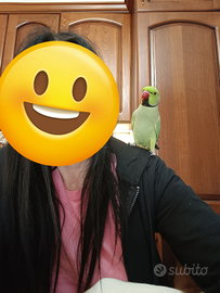 Parrocchetto dal collare