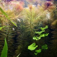 Miriophillum rorayma