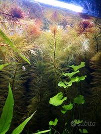 Miriophillum rorayma