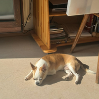 Disponibile per monta