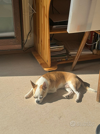 Disponibile per monta