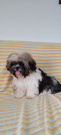 Cucciolo Shihtzu maschio