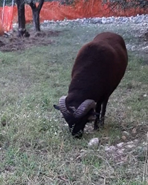 Montone di razza Arbus