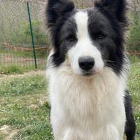 Border collie Disponibile per monte