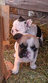 Bulldog Francese