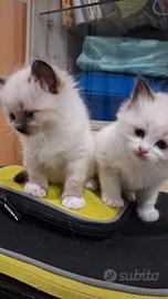 Ragdoll
