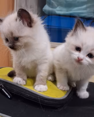 Ragdoll