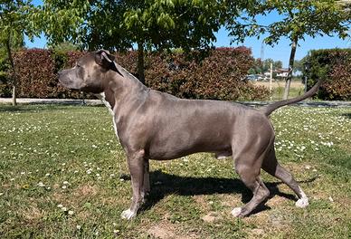 American staffordshire terrier
