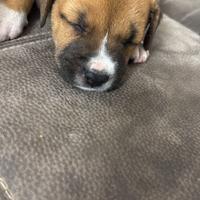 Cuccioli di cane