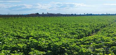 RGE 163/2024 Trib Salerno