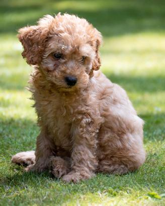 Disponibilità cuccioli di Maltipoo