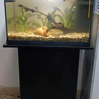 Acquario 