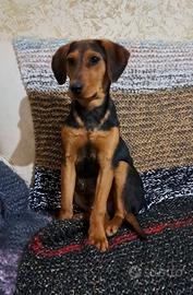 Cucciolo segugio di 6 mesi 10 kg