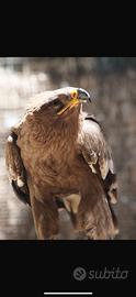Aquila delle steppe 2026