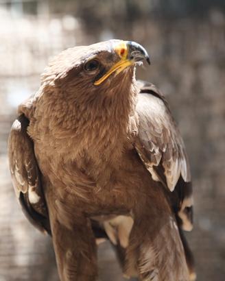 Aquila delle steppe 2026