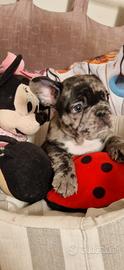Cuccioli bulldog francese esotici