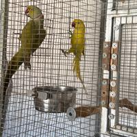 Coppia di collari mutata