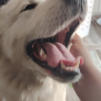 Cane pastore