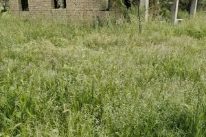 Casale rustico con oliveto