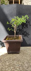 bonsai di serissa japonica 01.26