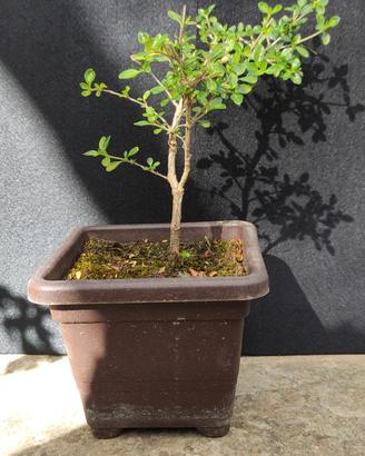 bonsai di serissa japonica 01.26