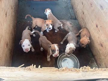 Cuccioli American Staffordshire Terrier