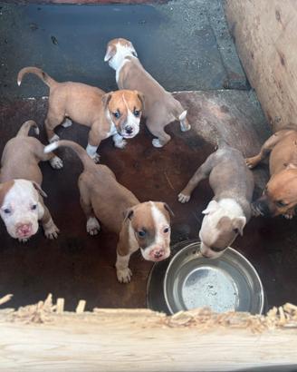 Cuccioli American Staffordshire Terrier