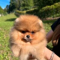 Spitz di Pomerania