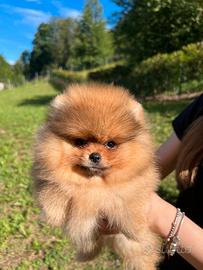 Spitz di Pomerania