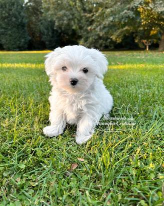 Maltesi cuccioli