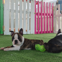 Cuccioli Boston Terrier