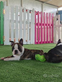 Cuccioli Boston Terrier