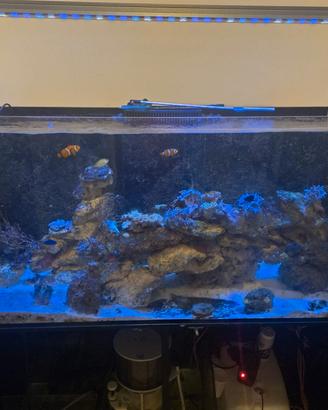 acquario marino completo da 400 litri 