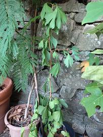 Ginkgo Biloba o albero di capelvenere
