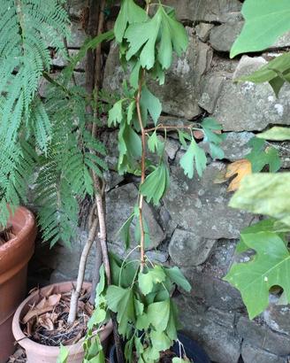 Ginkgo Biloba o albero di capelvenere