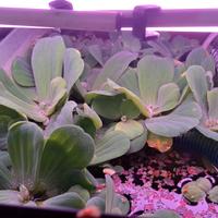 pistia pianta galleggiante