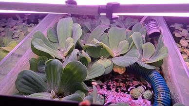 pistia pianta galleggiante