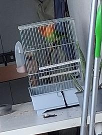 Inseparabili