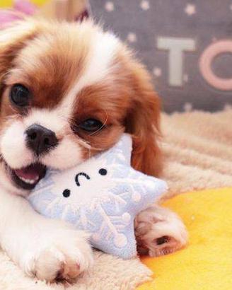 Cavalier king