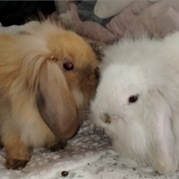 Coppietta coniglietti conigli mini lop 2 mesi