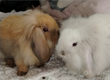 Coppietta coniglietti conigli mini lop 2 mesi