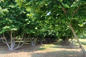 Piante di nocciola