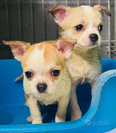 Chihuahua