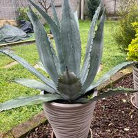 Agave