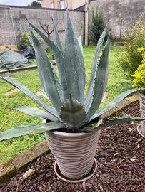 Agave