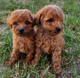 Cuccioli di barboncino toy